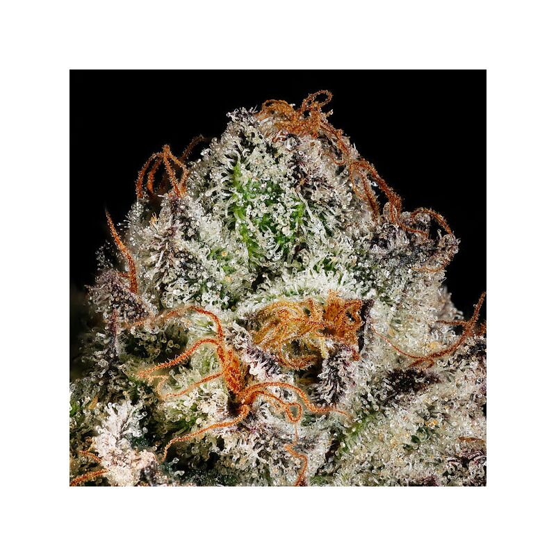 Twix Milkshake, Фасовка: 5, изображение 2